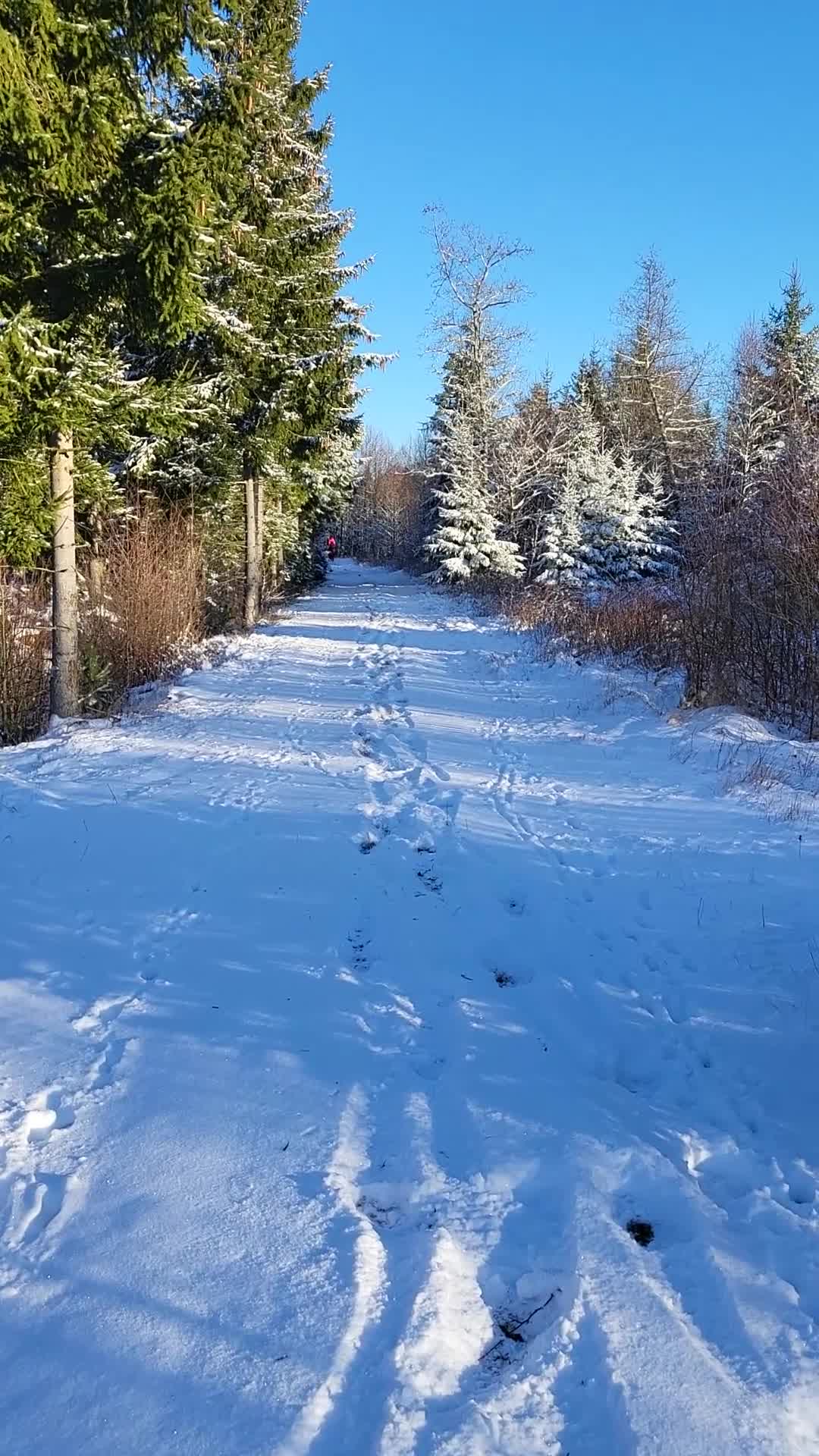 Allround hästar till salu: Snygg ridtravare i Kalvsvik - Video 2
