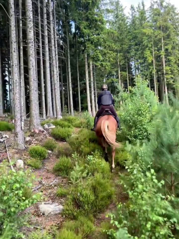 Hoppning hästar till salu: Sportigt sto e. Magic Park. inriden i Halmstad - Video 2
