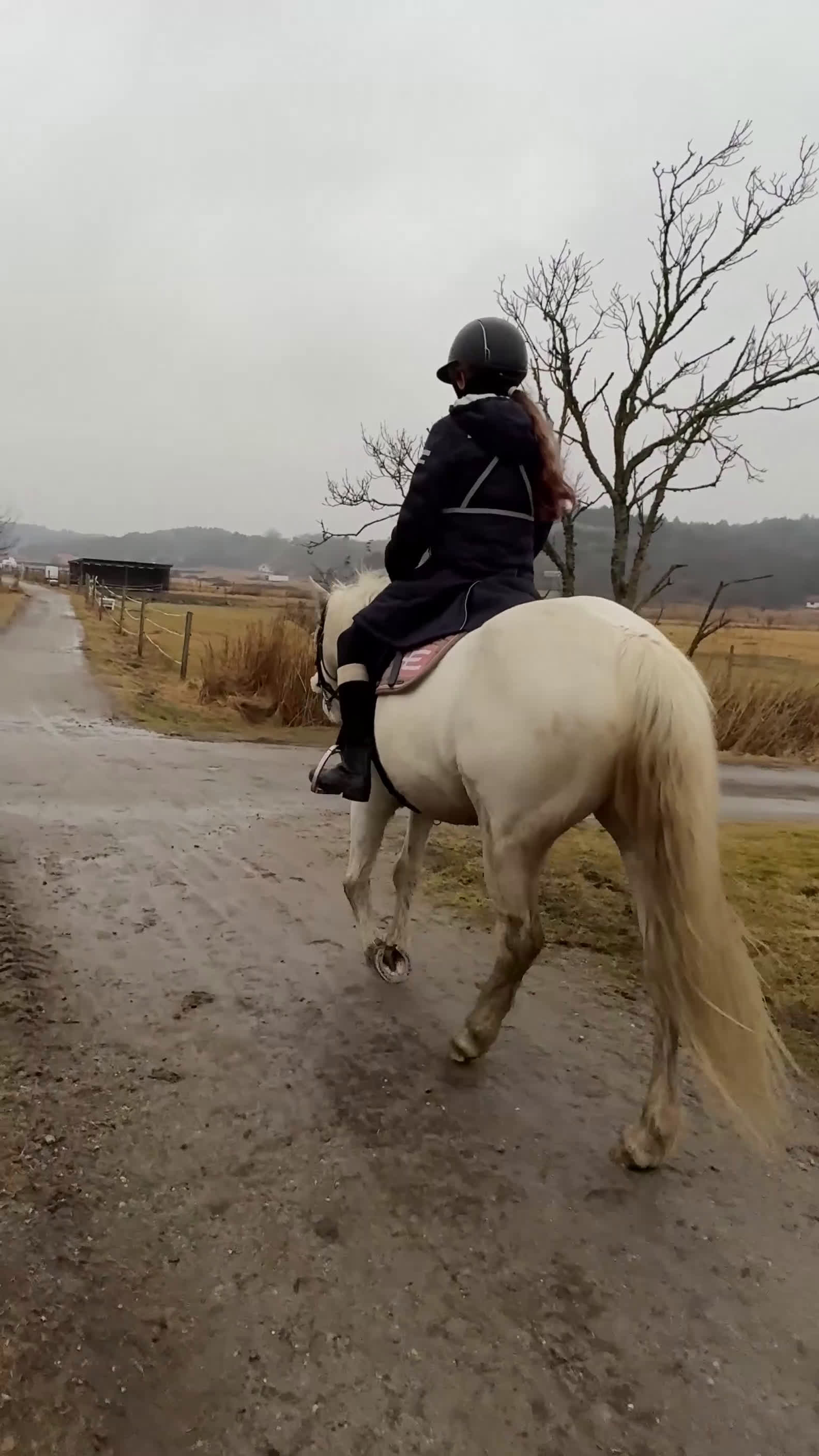 Allround hästar till salu: Trevligt sto - Video 2