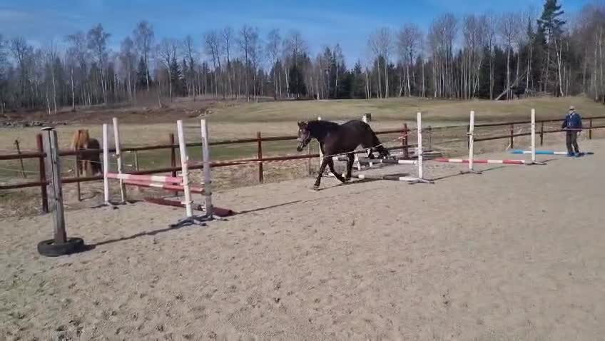 Allround hästar till salu: PRINCESS ROYAL LEGACY -fantastiskt sto m potential i Gnesta - Video 2