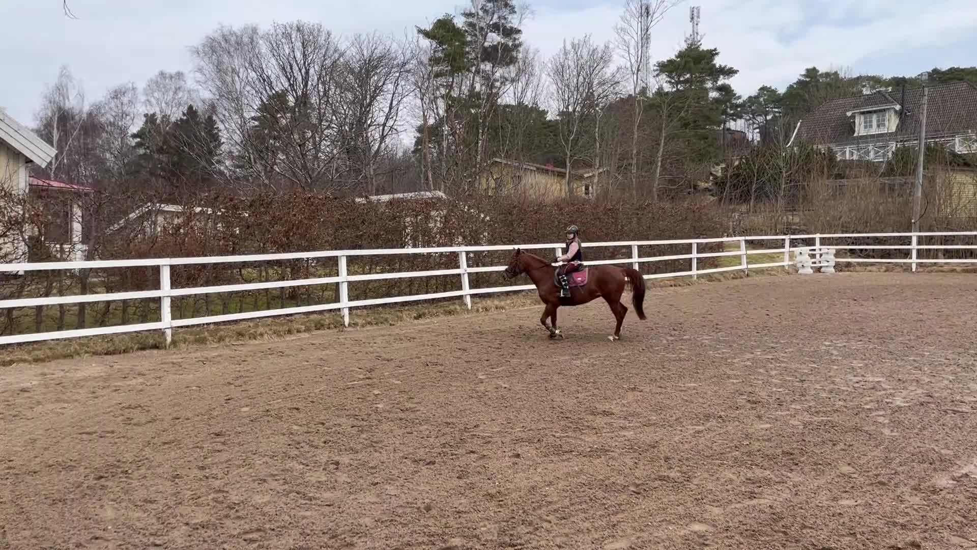 Hoppning hästar till salu: Trevlig tävlingsponny - Video 5