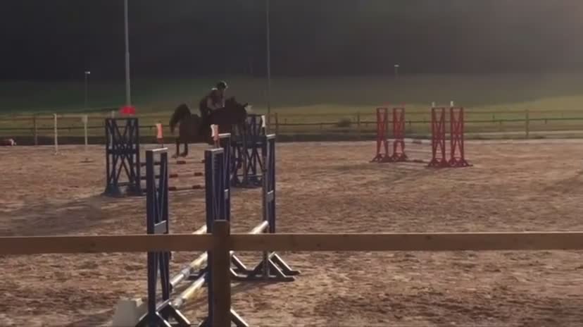 Allround hästar till salu: Lyxig hobbyhäst med stor personlighet  - Video 1