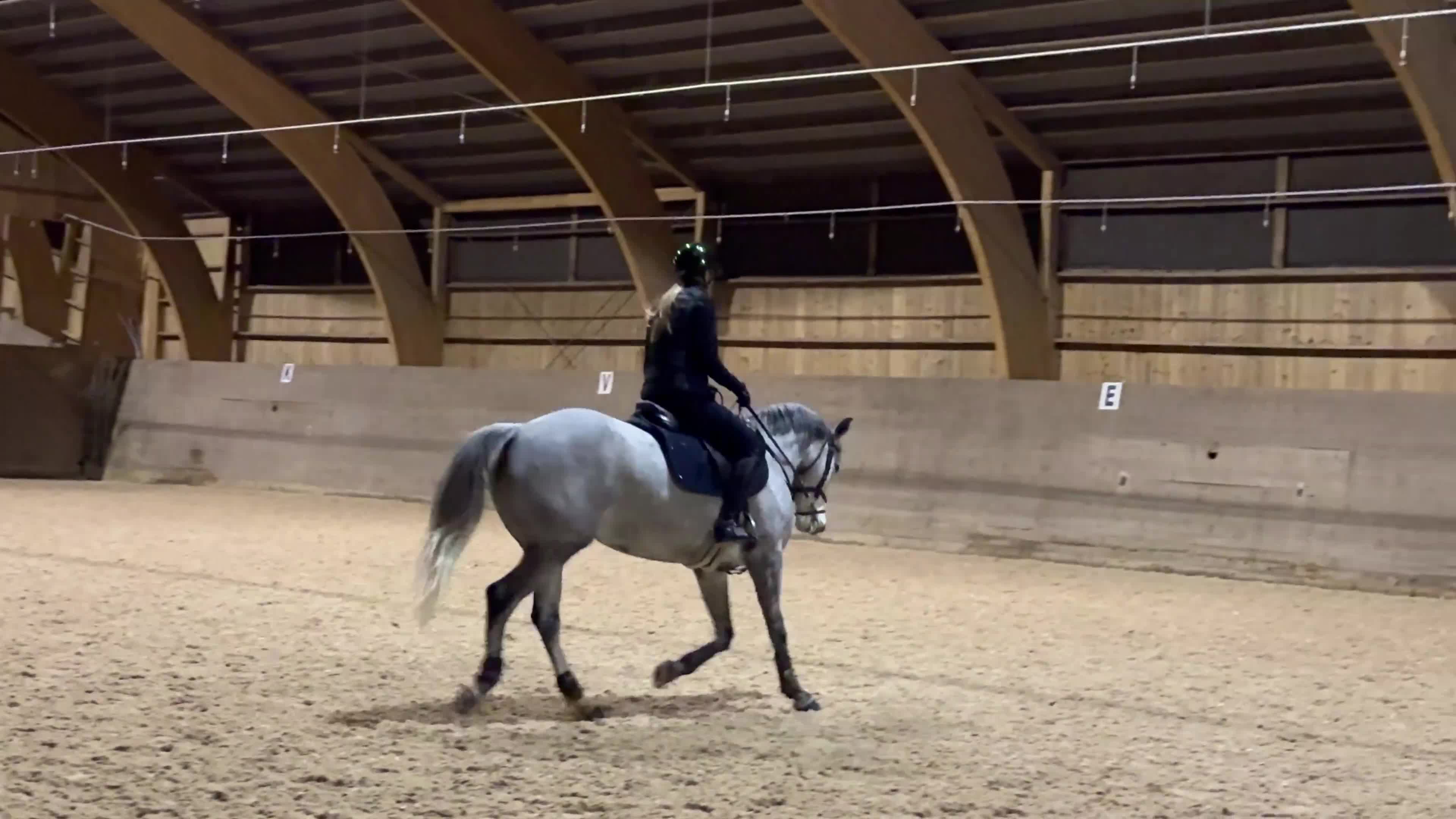 Hoppning hästar till salu: Fantastisk maxad D ponny - Video 4