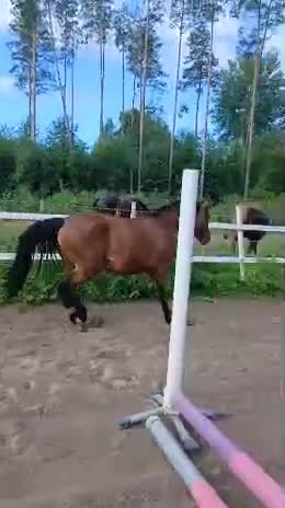 Hoppning hästar till salu: Trevlig social 2 åring i Gävle - Video 1
