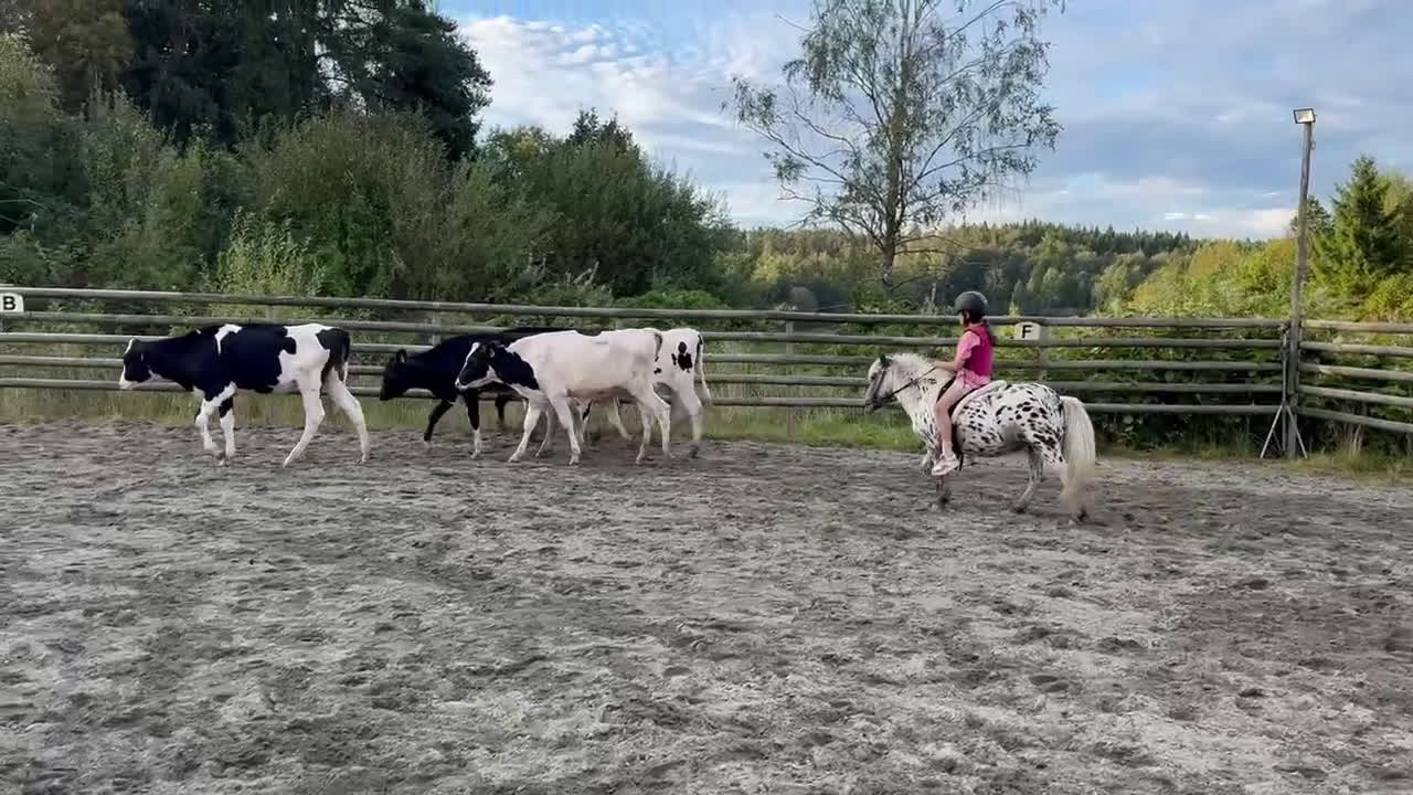 Allround hästar till salu: Trygg ponny i Frillesås - Video 2