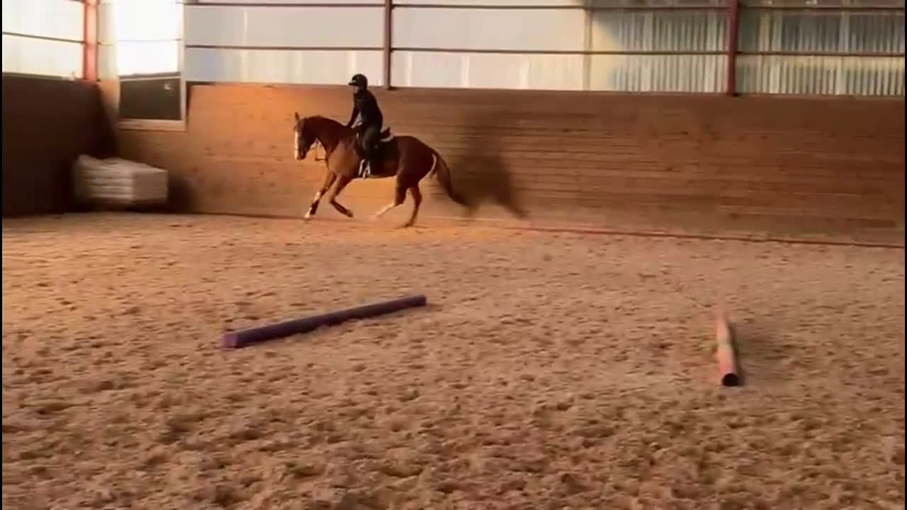 Allround hästar till salu: 5årig valack - ämne för fälttävlan? i Bottnaryd - Video 2