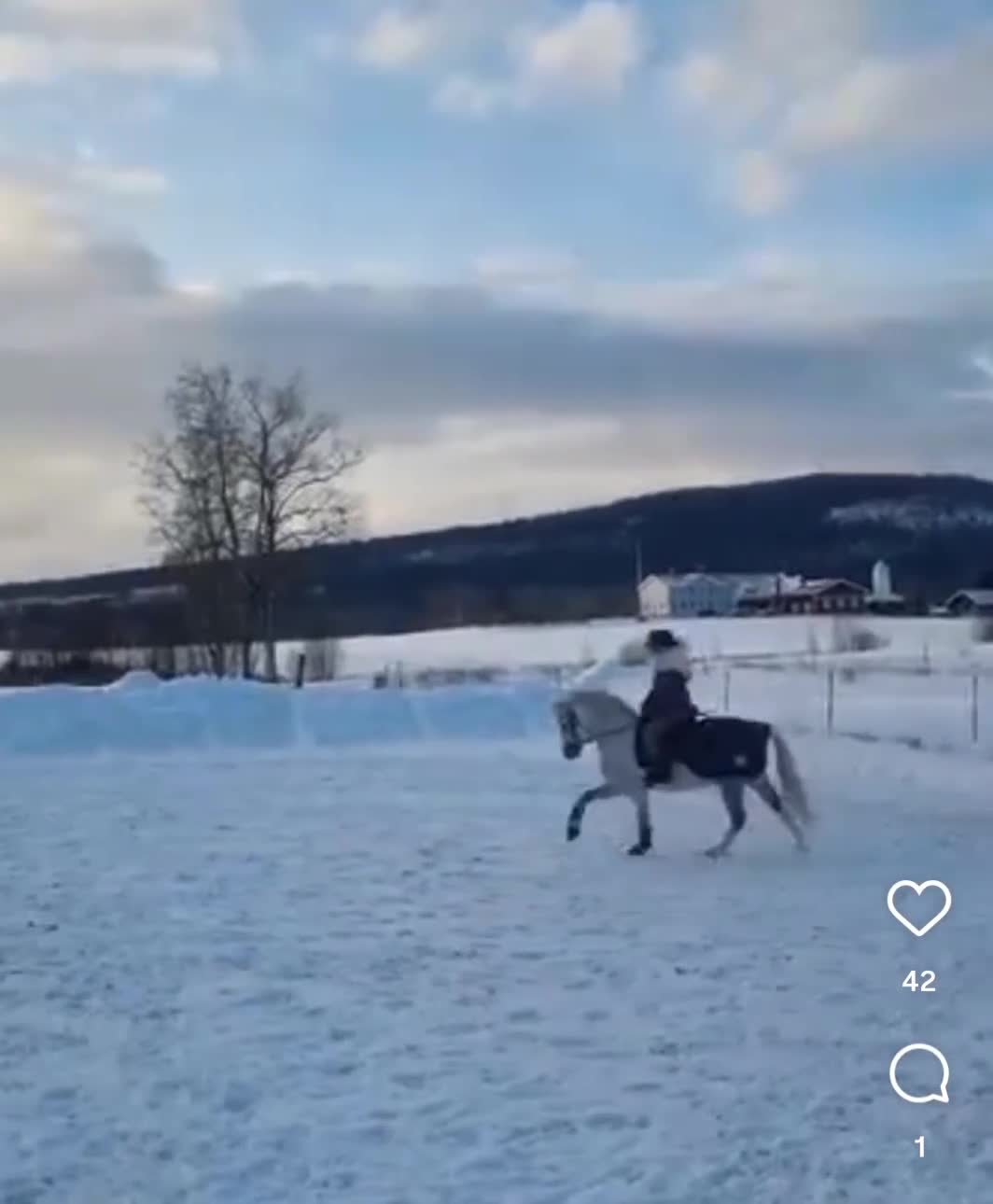 Dressyr hästar till salu: Superlöfte för de högsta klasserna i Tallåsen - Video 3