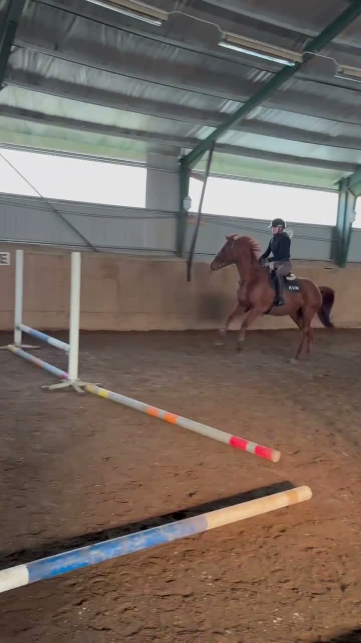 Allround hästar till salu: Till Salu - Trevlig 5-årigt SWB-sto e. Zafferano - Video 1