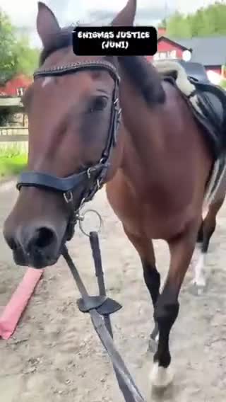Allround hästar till salu: Vackert D-ponnysto - Video 1