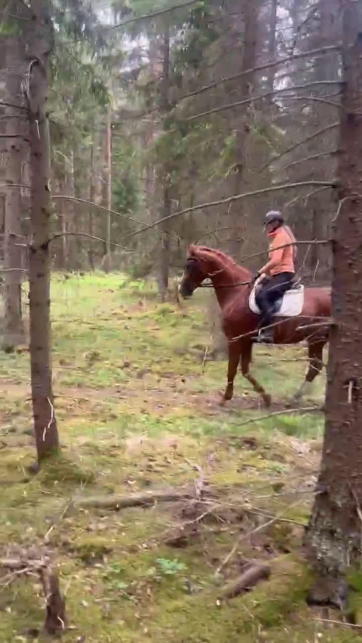  medryttarhäst finnes: Medryttare sökes till två ston. i Märsta - Video 2