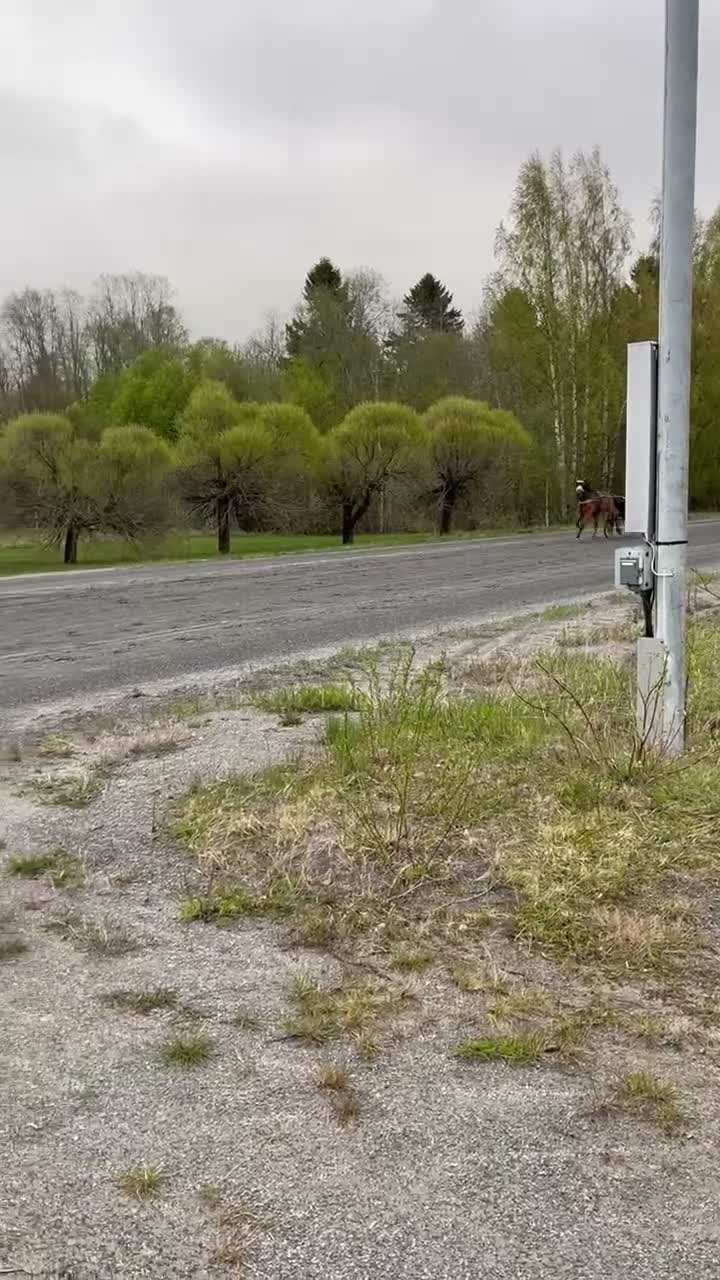 Trav hästar till salu: Snäll valack söker nytt hem - Video 1
