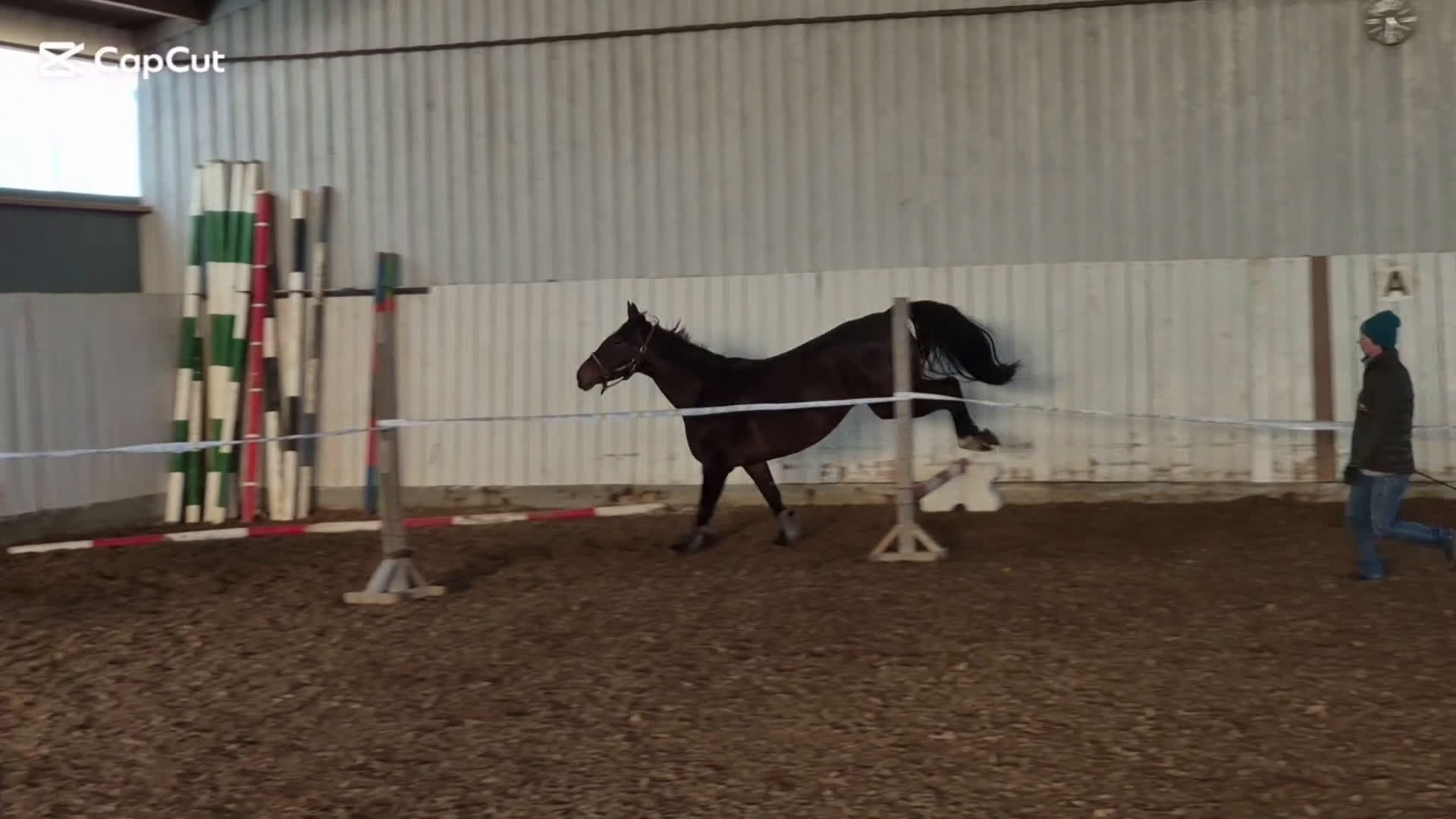 Hoppning hästar till salu: 🎀 Utvecklingsbart 6års sto ev byte - Video 3