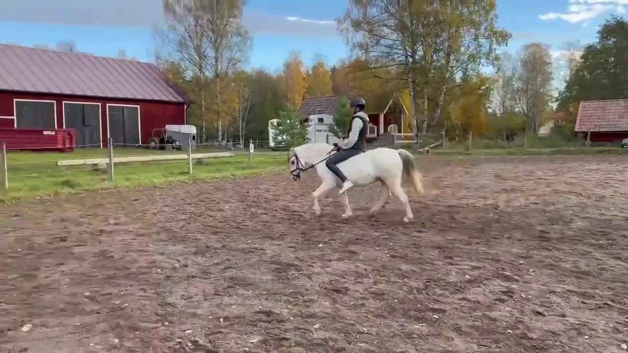 Allround hästar till salu: Charmig men även envis ponny - Video 2