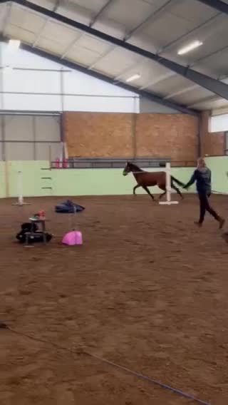 Allround hästar till salu: Lille Ville - världens snällaste häst - Video 3