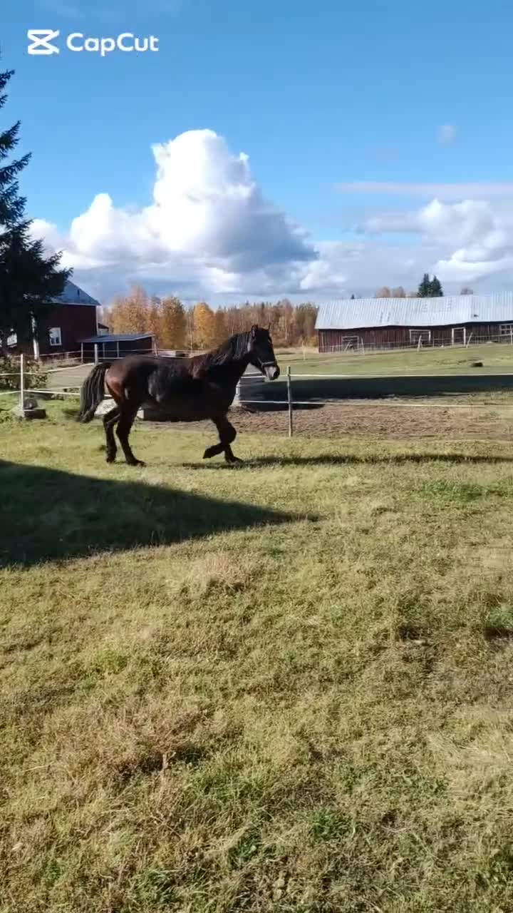 Trav hästar till salu: Framtidens stjärna? i Sorsele - Video 1