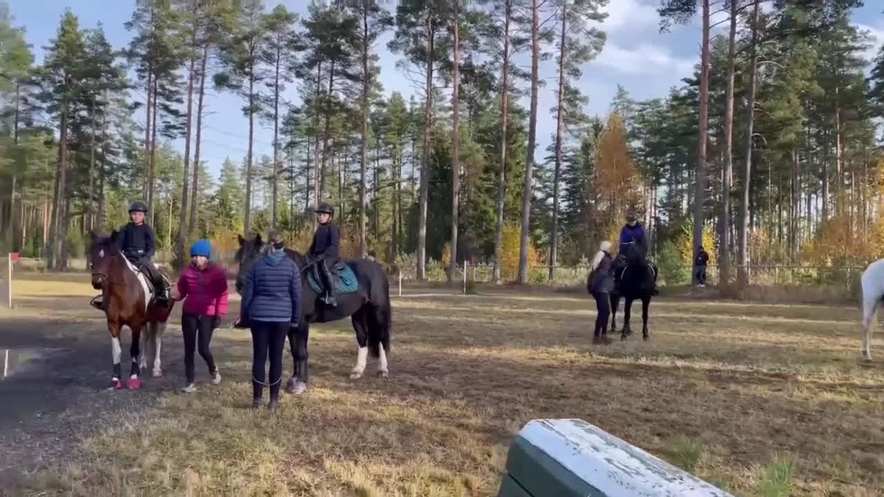 Hoppning hästar till salu: Supersnäll D-ponny i Kungsängen - Video 4