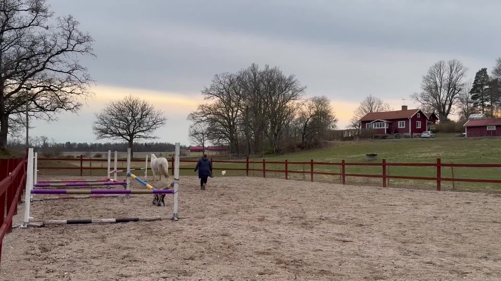 Allround hästar till salu: Cool och snäll kille - Video 4