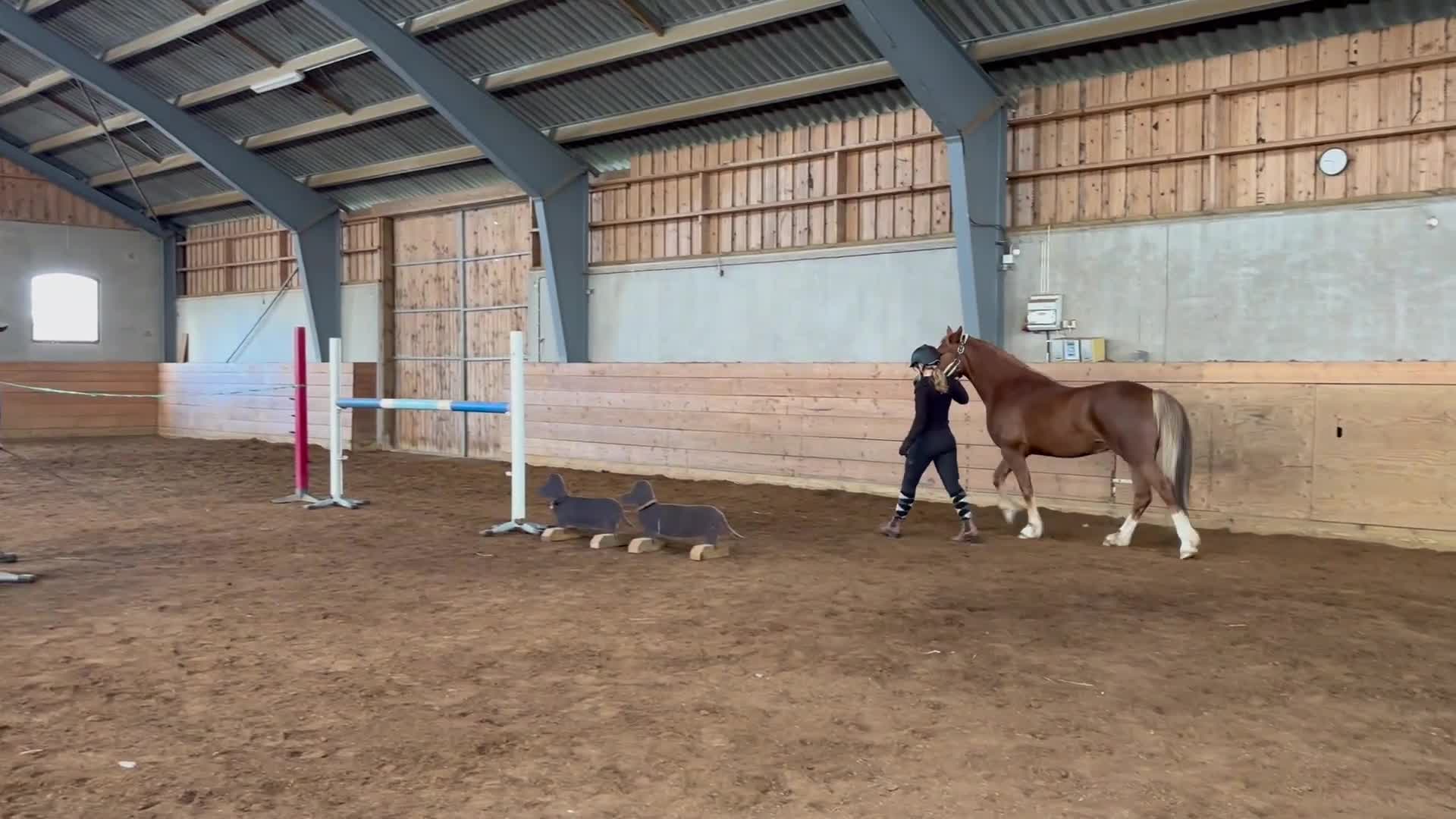 Allround hästar till salu: Bästa kompis med utstrålning - Video 2