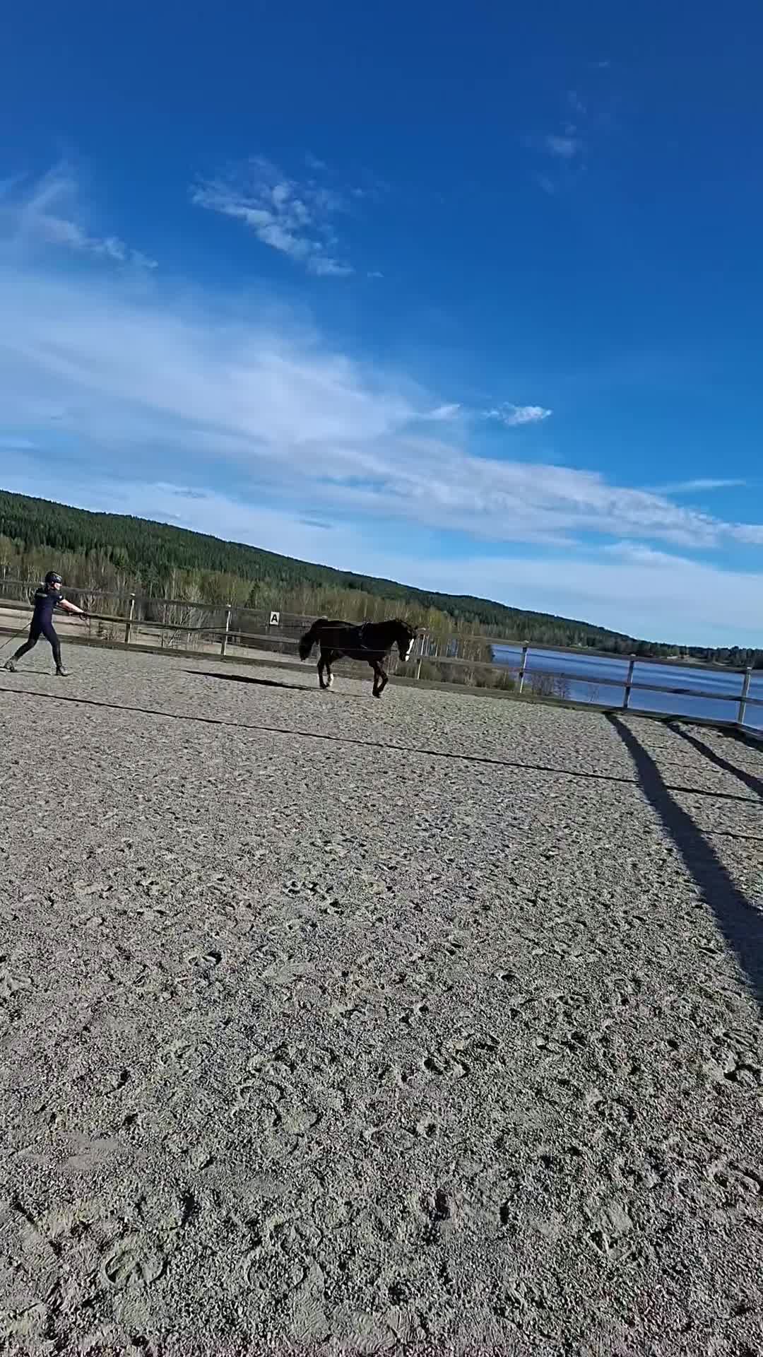 Allround hästar till salu: Överväxt Ridponny - Video 2