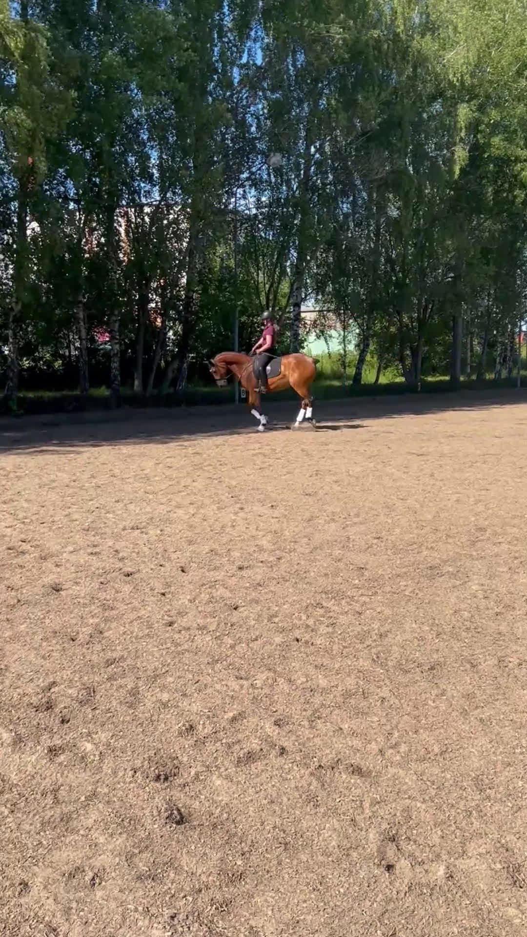 Dressyr hästar till salu: Trevlig valack  i Kungsbacka - Video 1