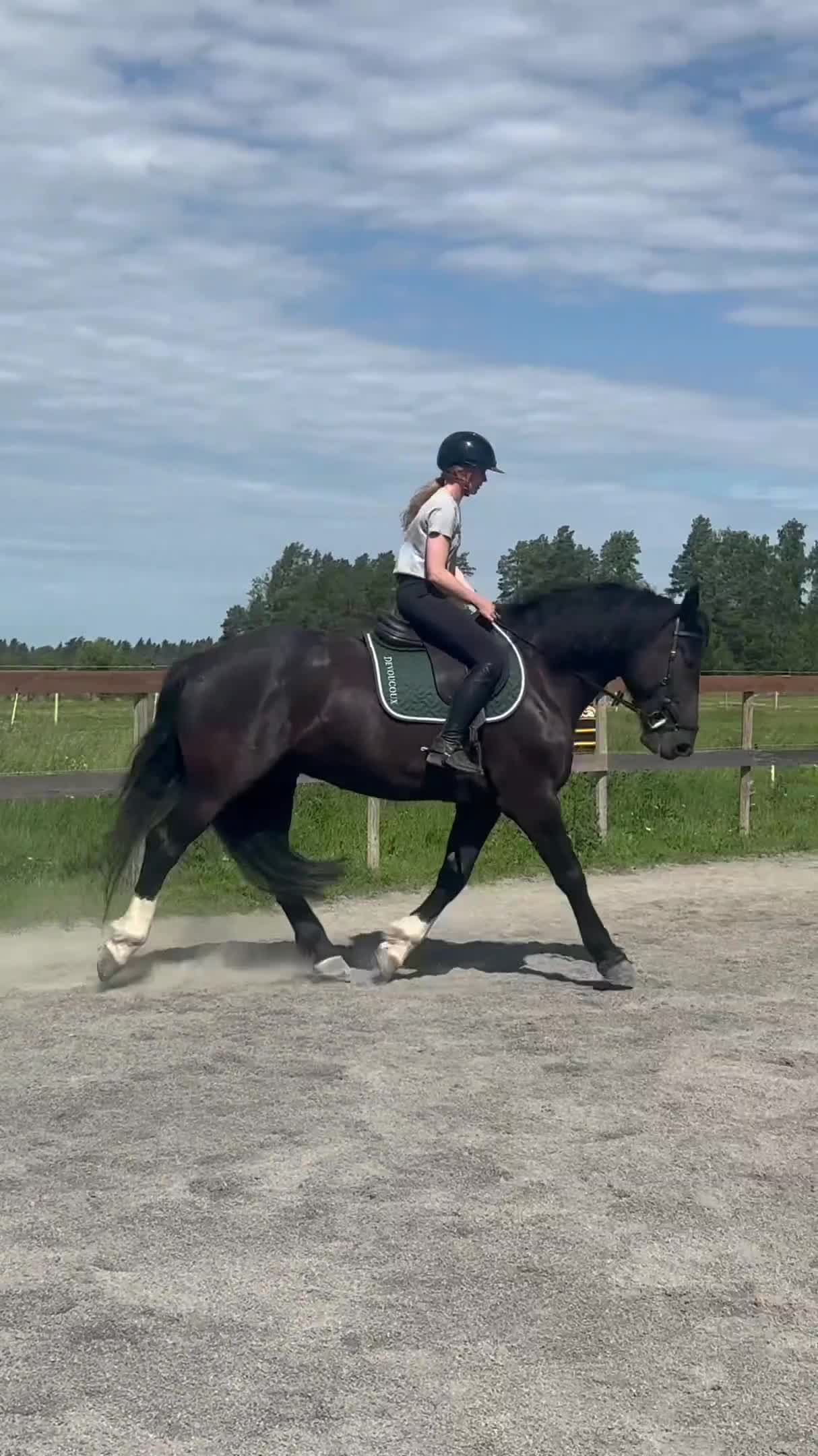 Allround hästar till salu: Snäll & okomplicerad bästa vän  - Video 3