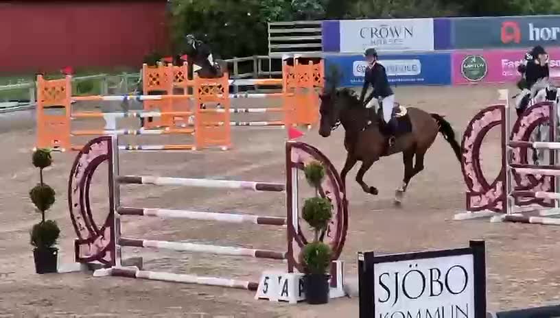 Hoppning hästar till salu: Snabb, snäll och en fantastisk läromästare! - Video 2