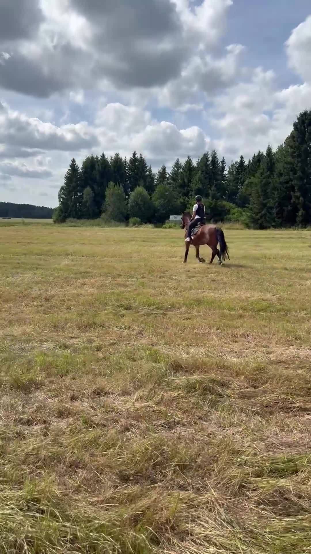 Allround hästar till salu: Snygg valack till ridning  - Video 1