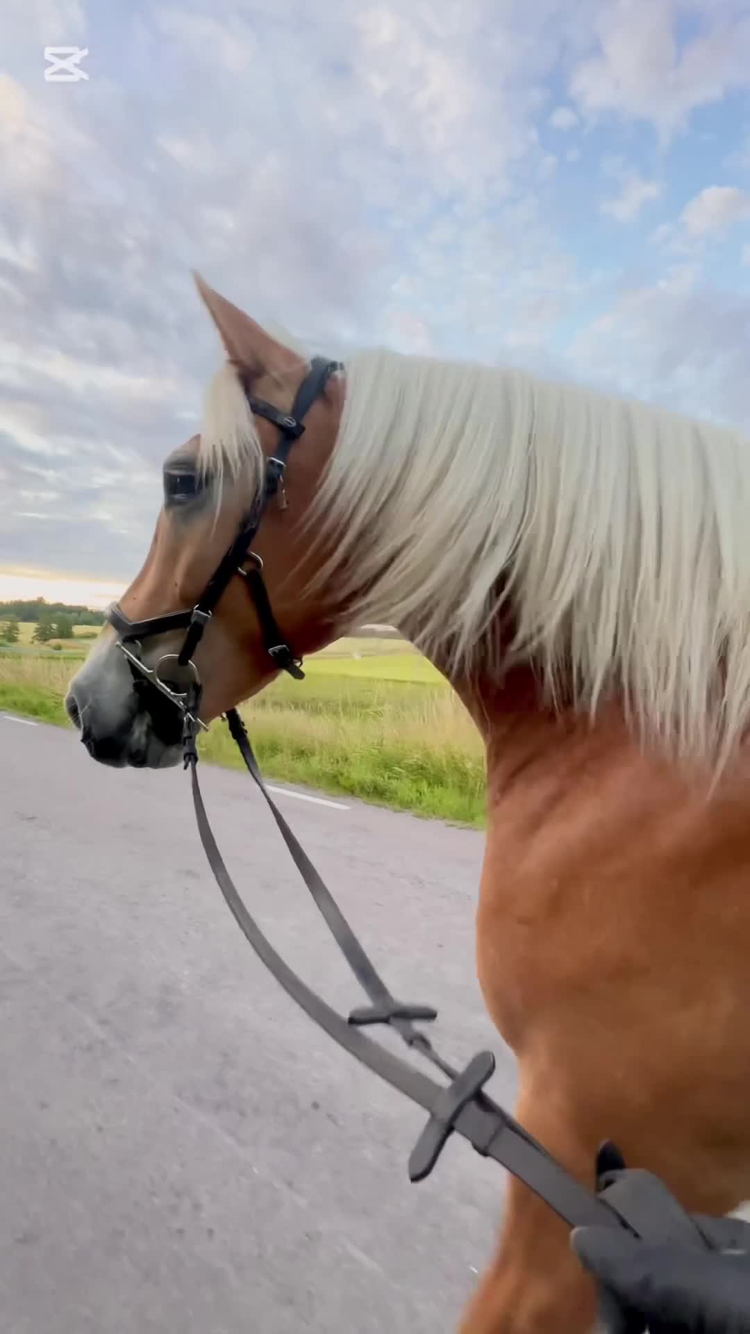 Allround hästar till salu: Oslipad diamant 💛 - Video 1
