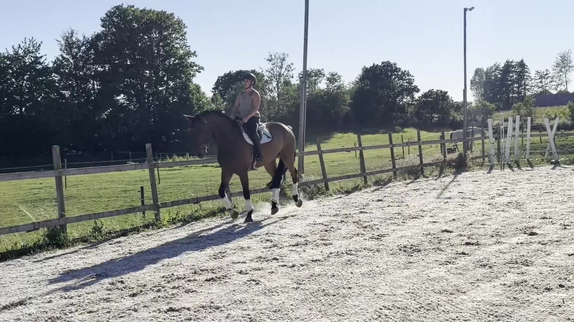 Allround hästar till salu: ⭐️FIN KILLE FÖR DIG SOM VILL UTVECKLA SJÄLv⭐️ - Video 2