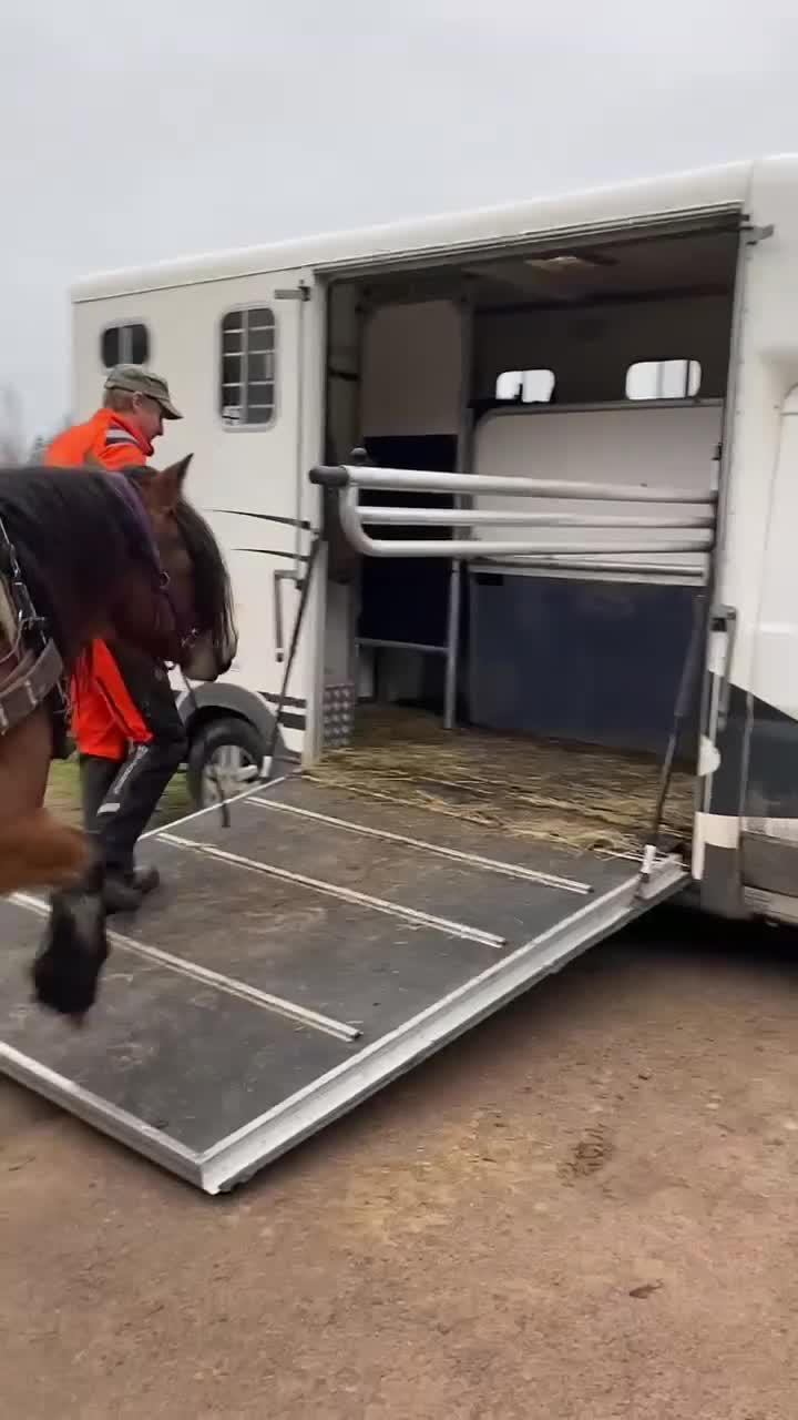 Hästlastbilar  fordon & transport till salu: Hästlastbil C1 - Video 2