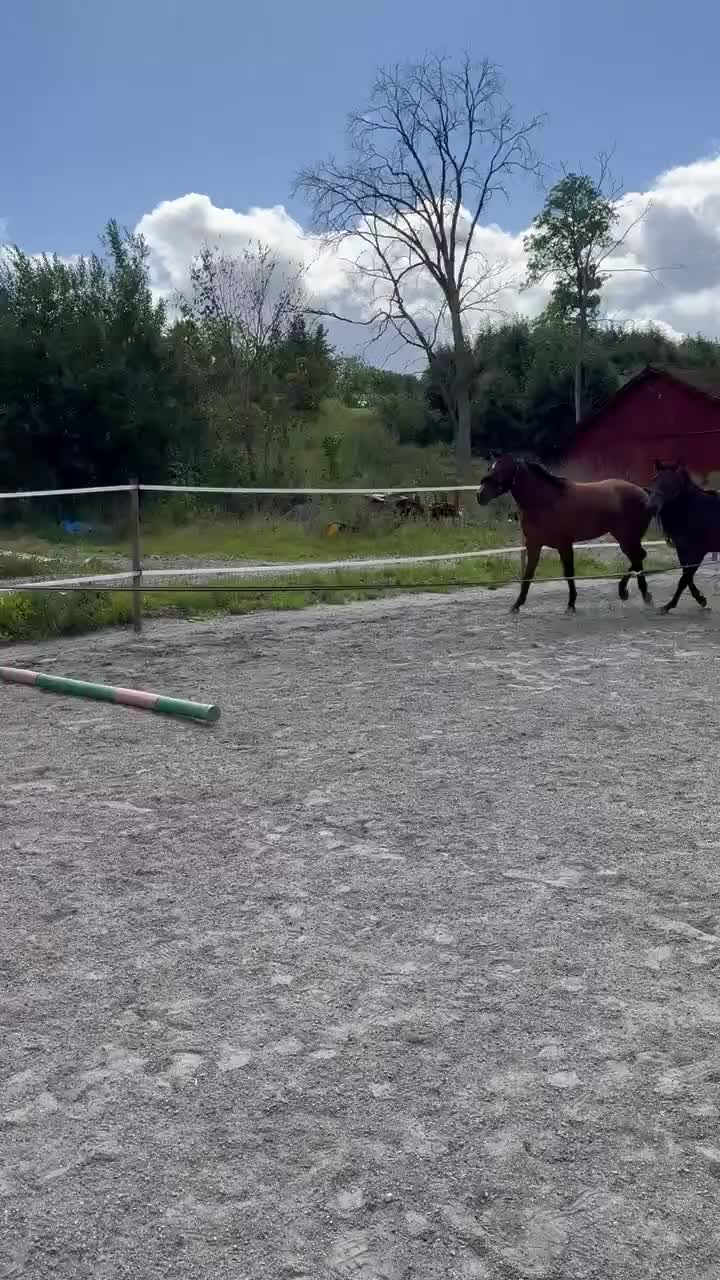Western hästar till salu: Vacker Quarter kille 💗 - Video 1