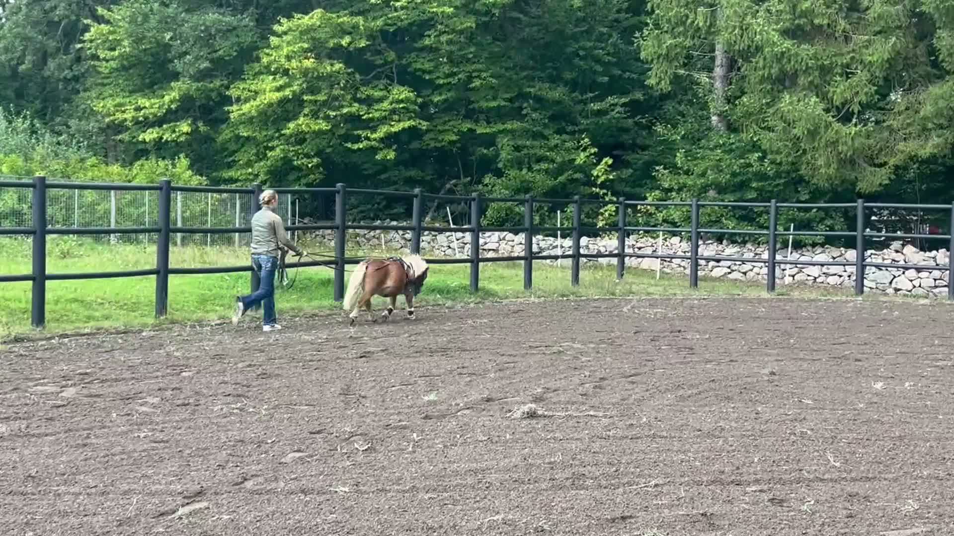 Allround hästar till salu: Våra 2 fina killar❤️ söker nytt hem! - Video 2