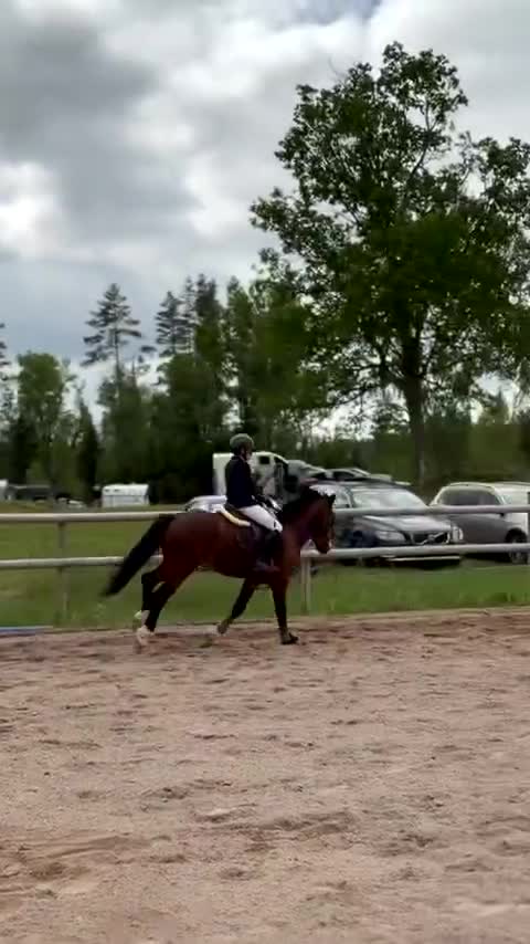 Allround hästar till salu: Tävlingsponny! - Video 3