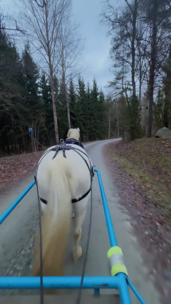 Allround hästar till salu: Häftig allroundponny, även inkörd! - Video 2