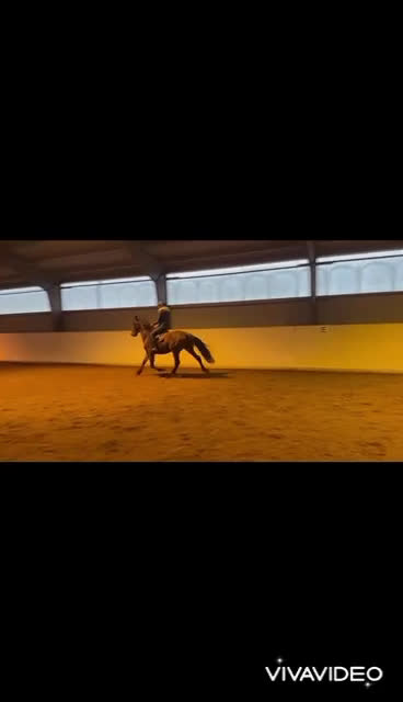 Allround hästar till salu: Trygg bästavän i Borås - Video 2