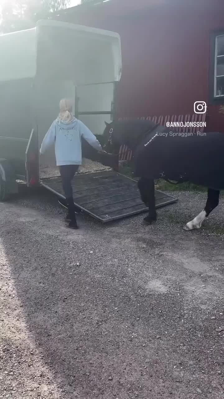 Allround hästar till salu: Welsh mountain med stor pontetial i Falun - Video 5