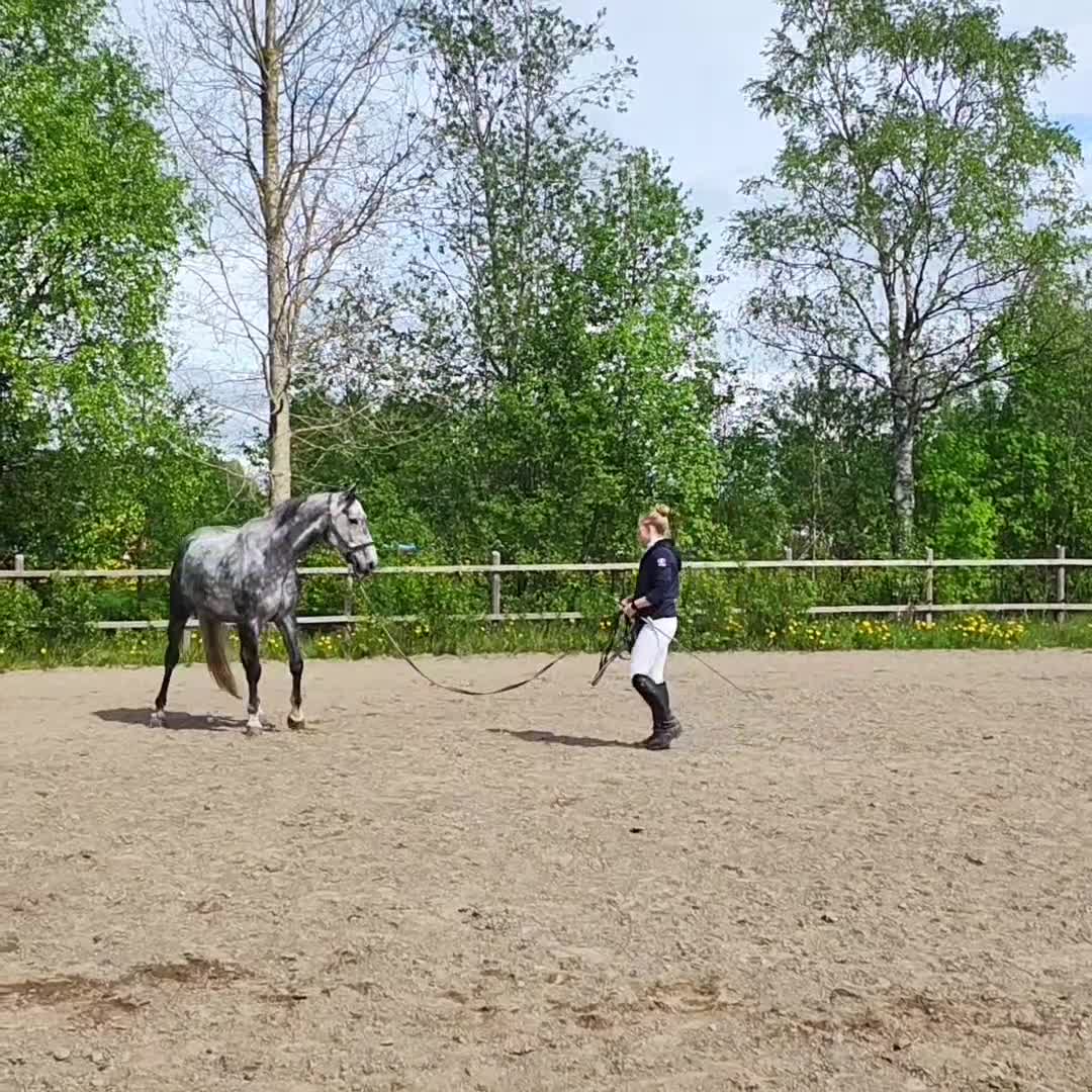 Allround hästar till salu: Diero Lux N-Cardento-Ircomarco, projekt  - Video 3
