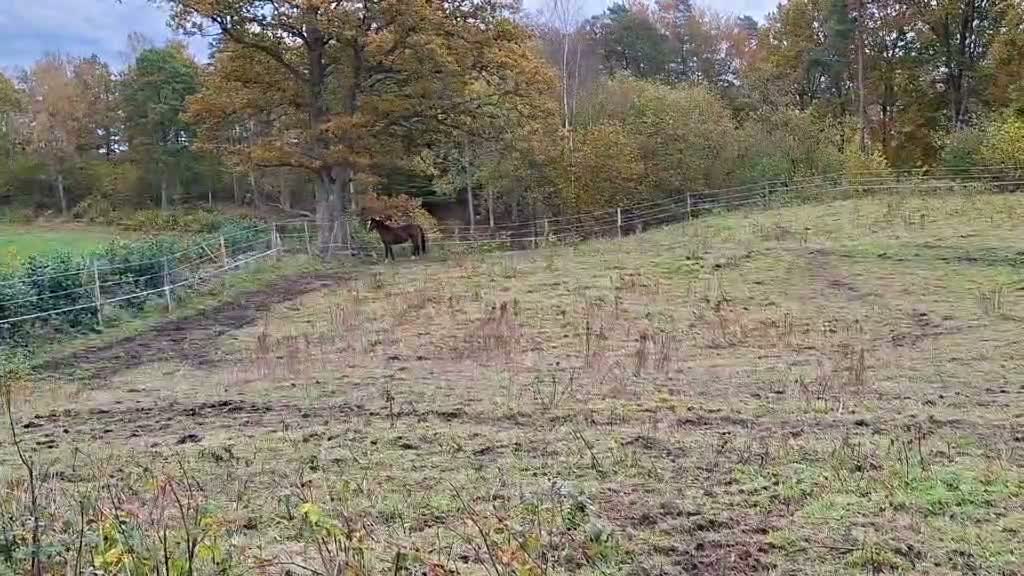 Allround hästar till salu: Vacker projekthäst letar nytt hem - Video 1