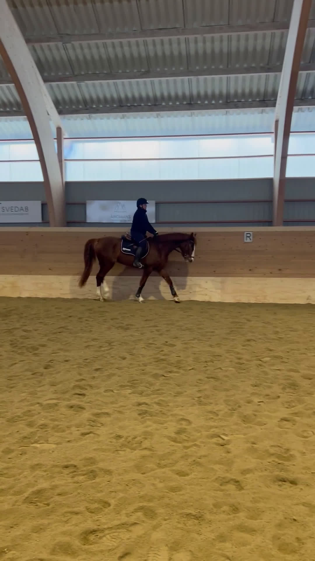 Dressyr hästar till salu: Fint ungsto efter Sibelius (SWB) i Sveg - Video 4