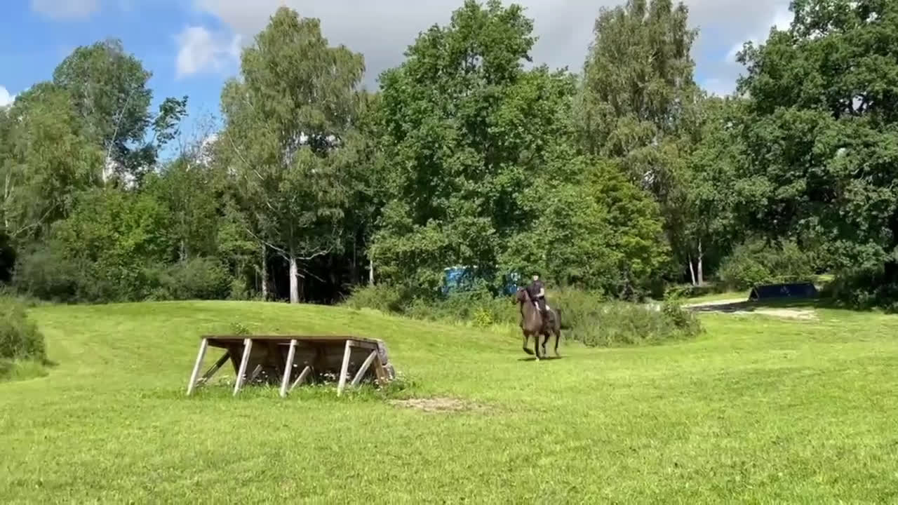 Hoppning hästar till salu: Snygg sportig läromästare - Video 1