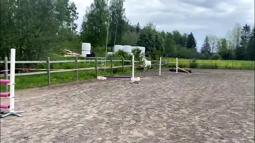 Allround hästar till salu: Ponny för framtiden - Video 1