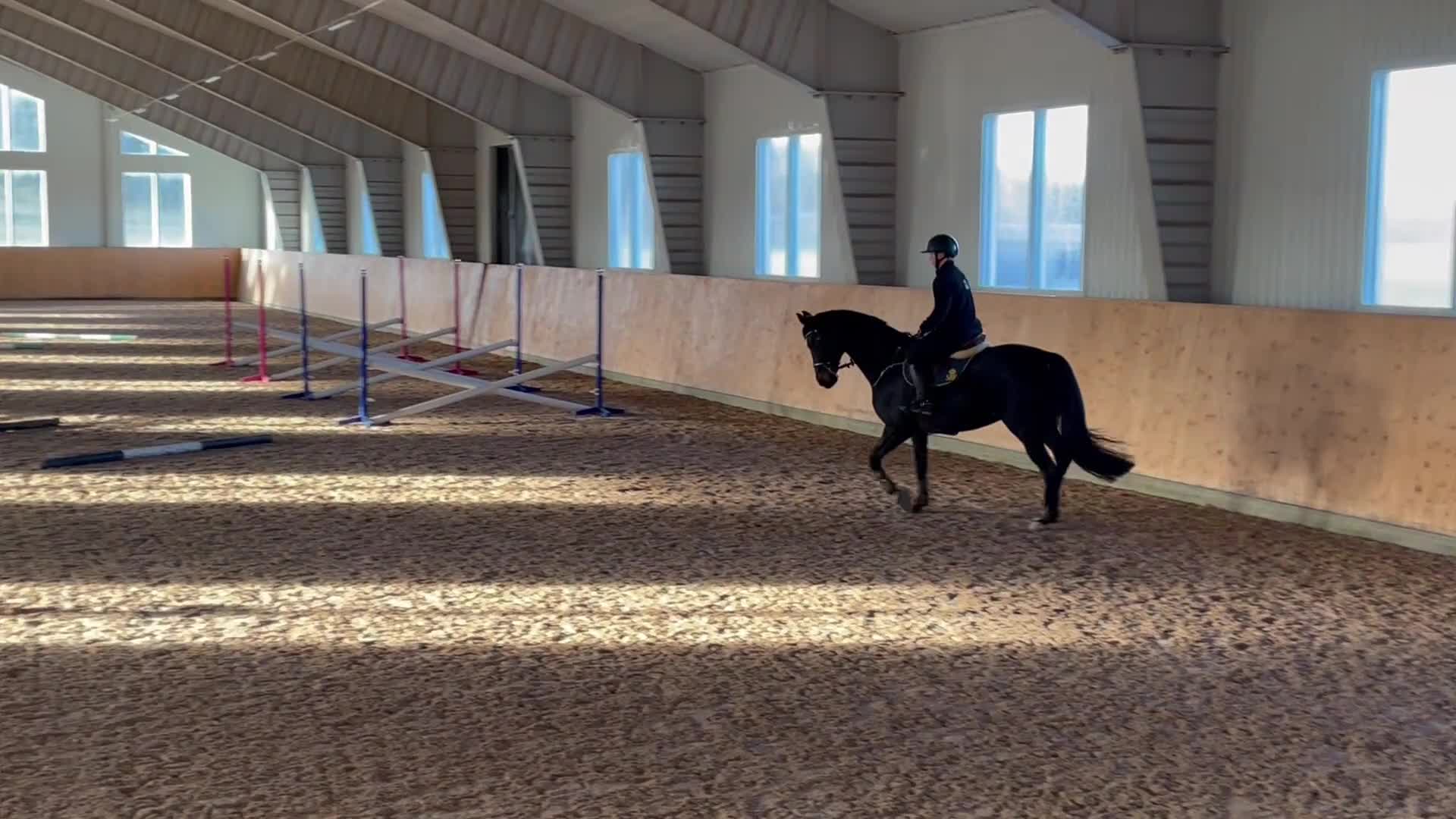 Hoppning hästar till salu: Snygg allround häst - Video 3