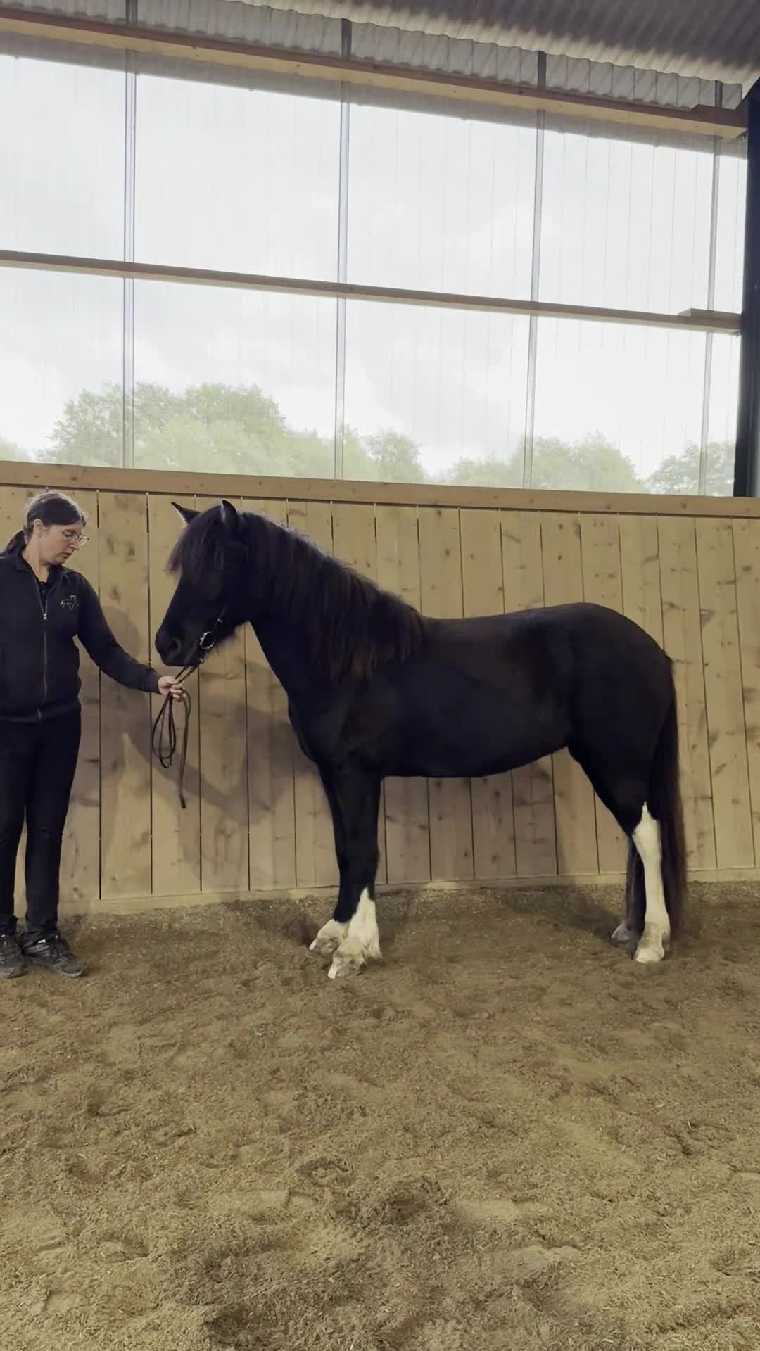 Island hästar till salu: Stort, vackert, klokt ungsto med bra stam - Video 2