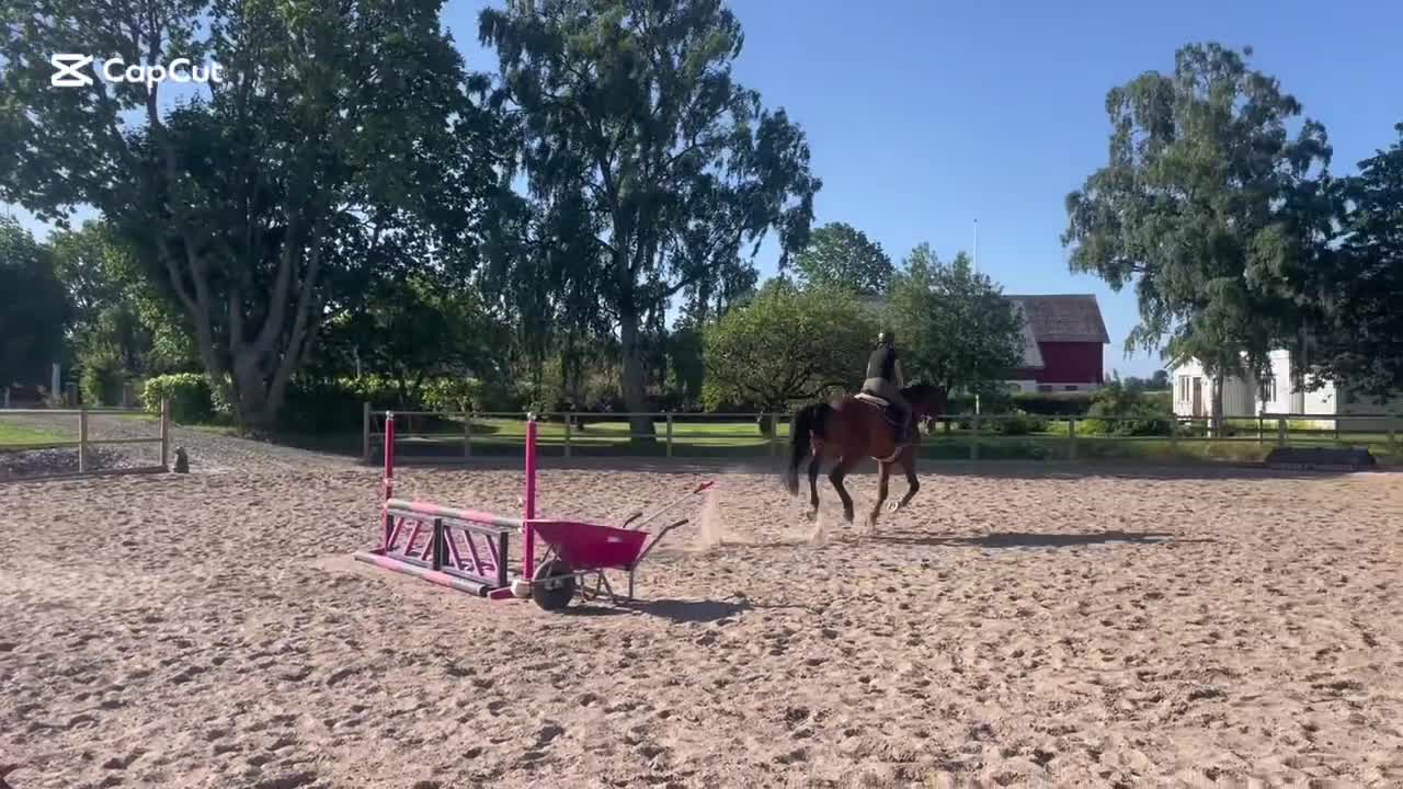 Hoppning hästar till salu: Genomsnäll valack säljes  - Video 1