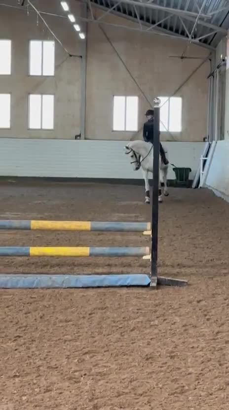 Allround hästar till salu: Charmigt sto med arbetsvilja  - Video 3