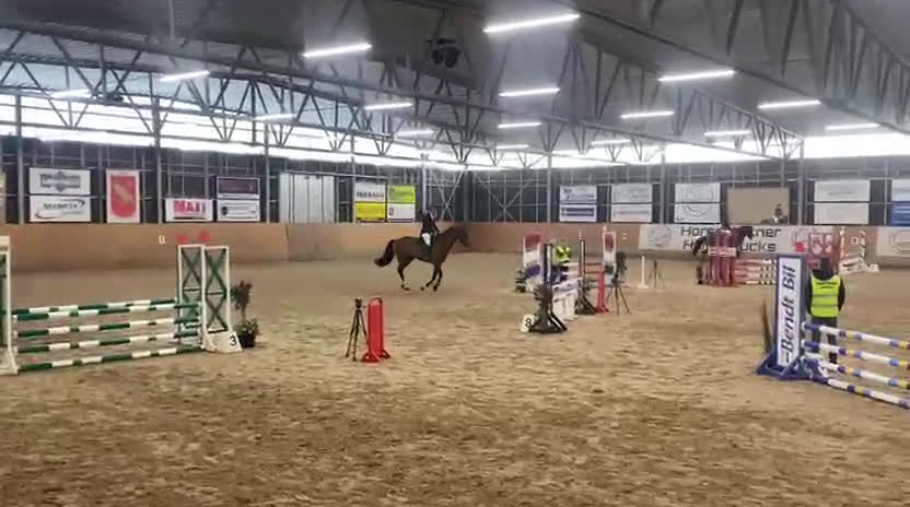 Allround hästar till salu: Genomsnäll och stabil valack  - Video 2