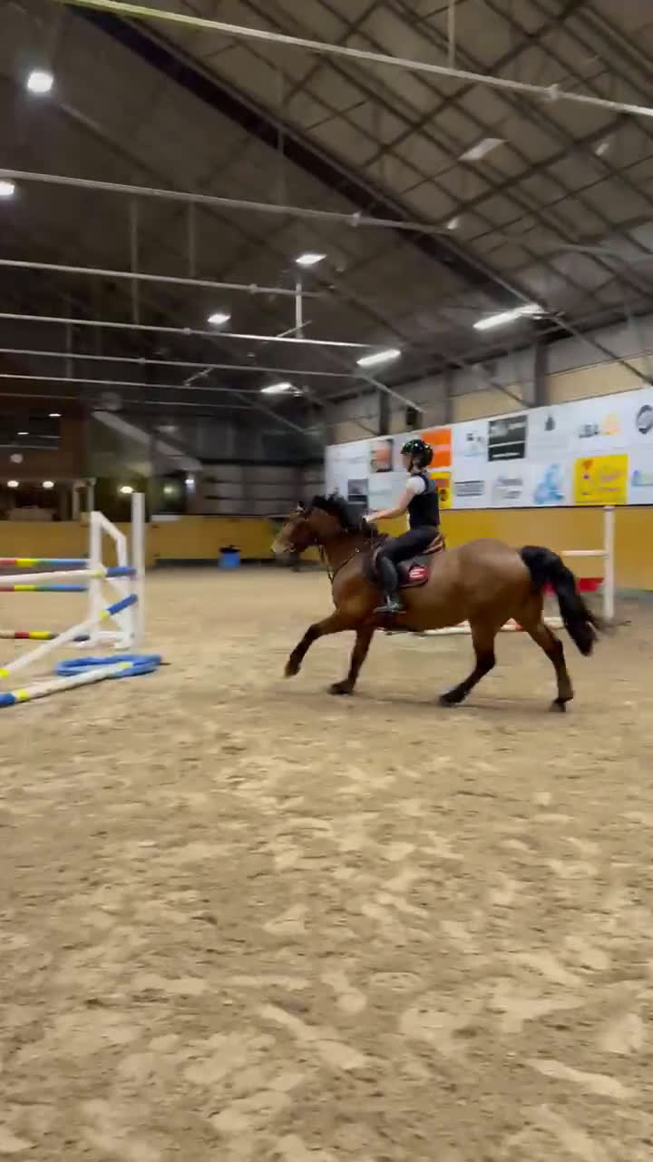 Hoppning hästar till salu: Tillfälle att införskaffa er en Rosettplockare! - Video 3