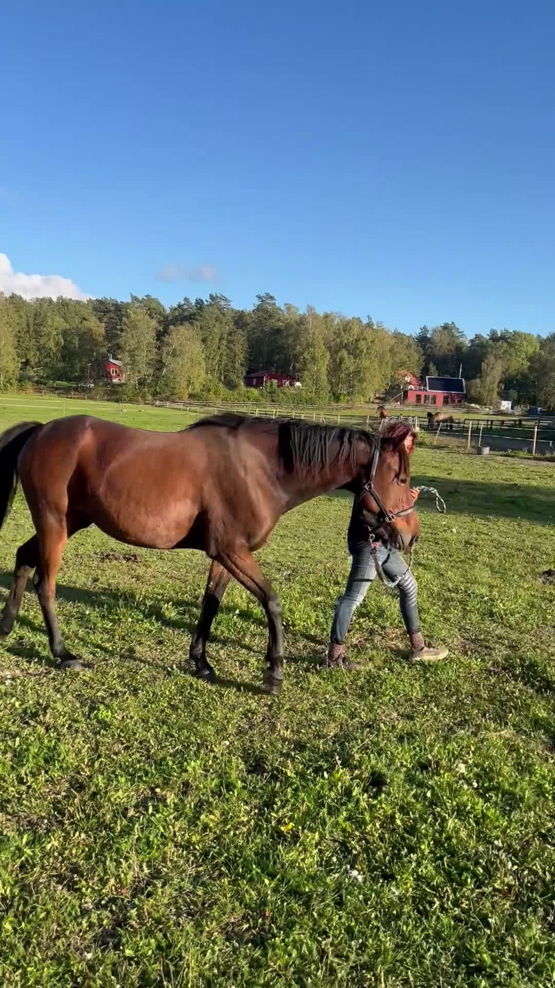 Allround hästar till salu: FANCY RIDE - snäll bästa vän med potential i Adelsö - Video 2