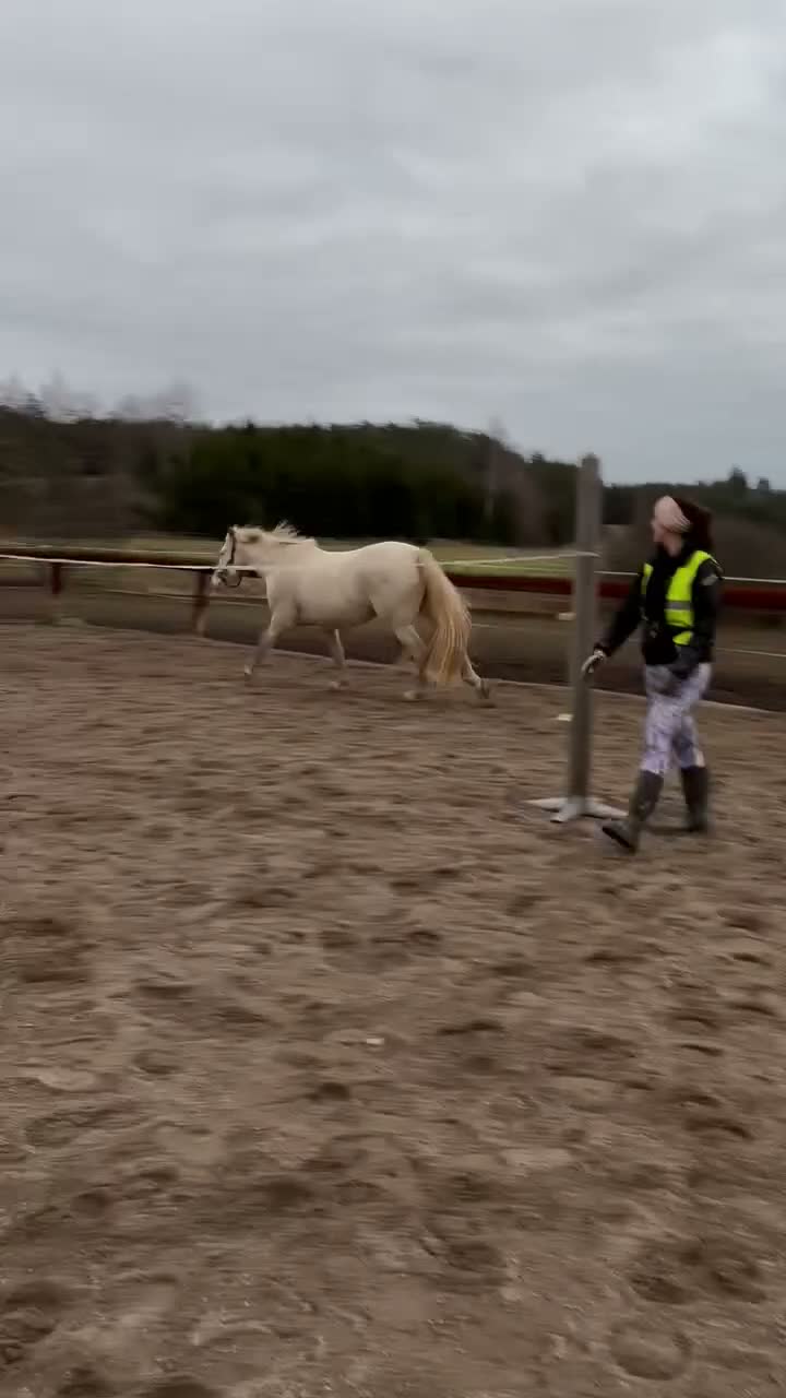 Allround hästar till salu: Svenskfödd PRE-valack med stor personlighet - Video 4