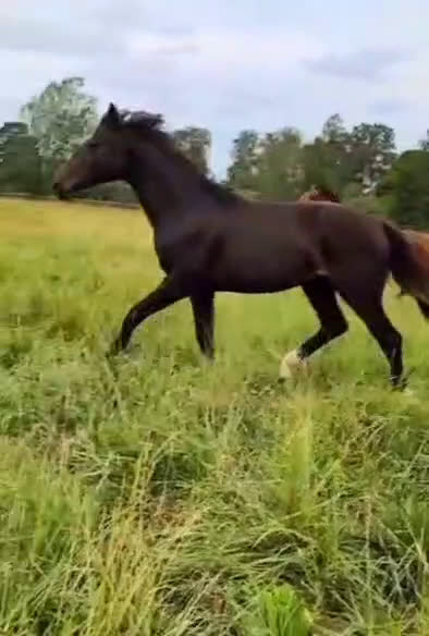Dressyr hästar till salu: Välstammad hingst av internationell modell i Västerås - Video 1
